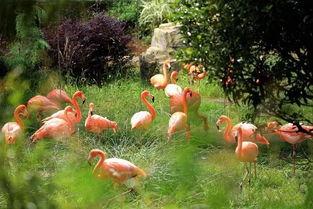 昆明植物园爆料案件最新,惊现神秘涉案者，真相即将揭晓