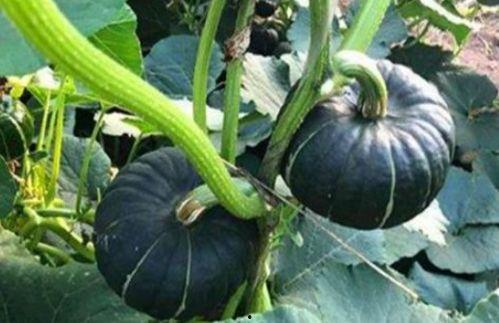 情侣网红吃瓜图片大全,情侣网红吃瓜图片大盘点